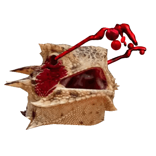 Lizard With Blood Coming Out Of Mouth