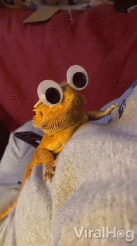 Lizard with Googly Eyes Sitting on Bed