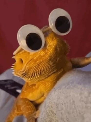 Lizard with Googly Eyes Sitting on Blanket