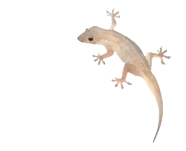 Lizard with Long Tail Crawling