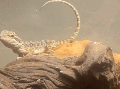 Lizard with Long Tail Sitting on Wood