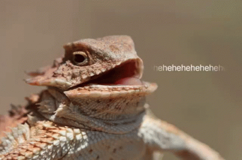 Lizard with Open Mouth and Heheheheh