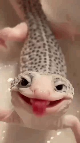 Lizard with Tongue Out