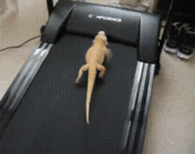 Lizard Working Out In Treadmill GIF