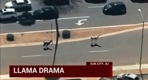 Llama Drama News GIF