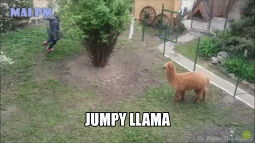 Jumpy Llama Chased GIF