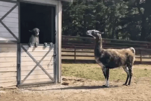 Cute Llama Interaction GIF