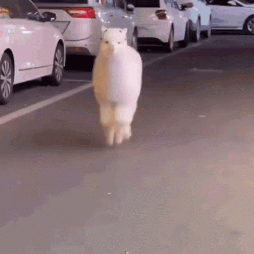 Walking Llama Parking GIF