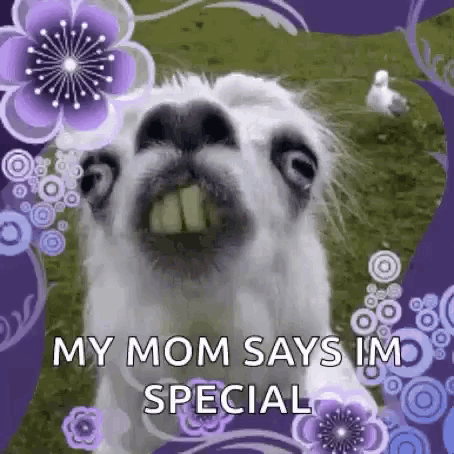 Llama Close Up With Purple Flowers GIF