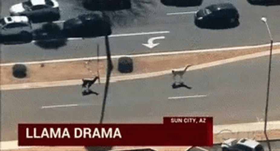 Llama Drama News GIF