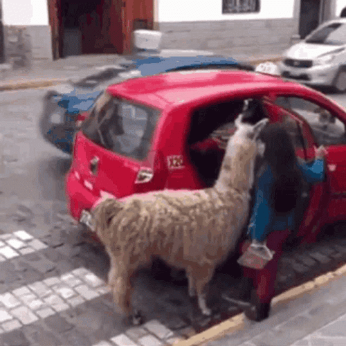 Llama Getting In Car GIF
