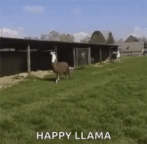 Llama Happy Jumping GIF