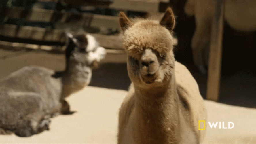 Llama On Wild GIF