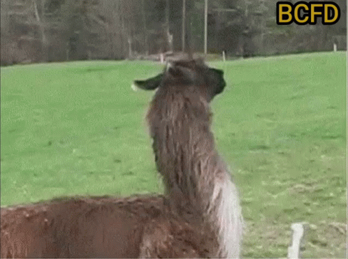 Llama Running I'm Out GIF