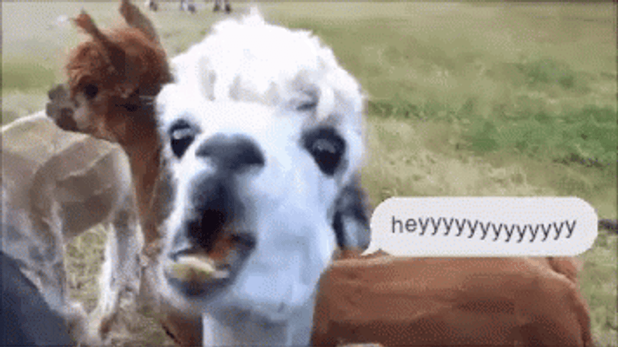 Llama Shouting Hey GIF