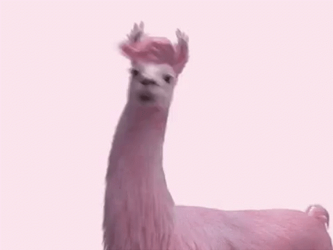 Llama Waving Head GIF