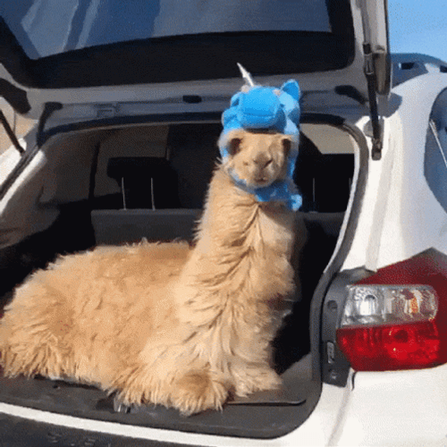 Llama Wearing Costume GIF