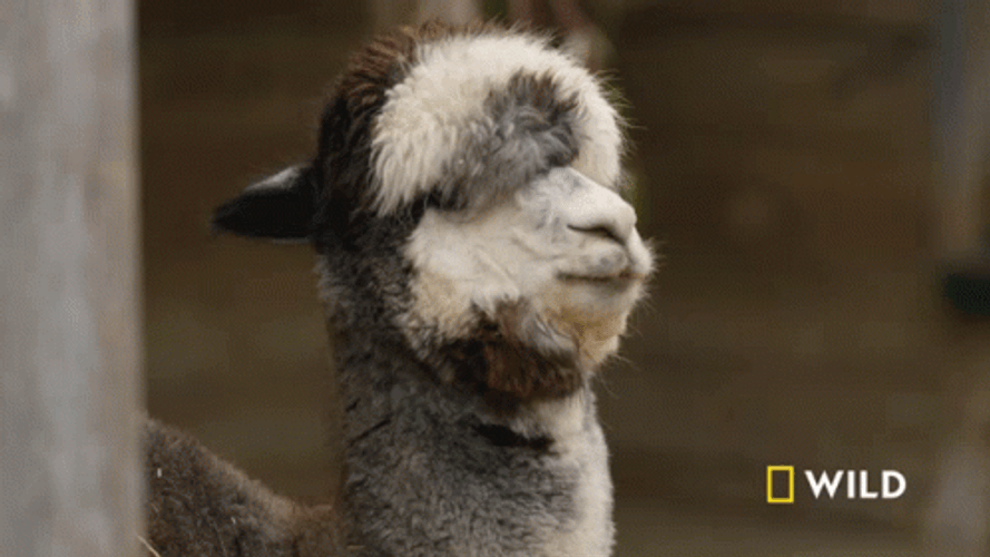 Llama Wild Channel GIF