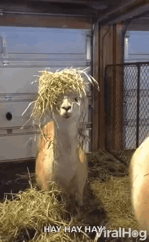 Llama With Hay on Head and Viralhog