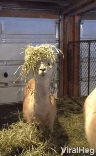 Llama With Hay on Head Viralhog