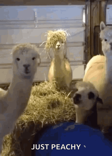 Llamas Beside Hay Saying Just Peachy GIF