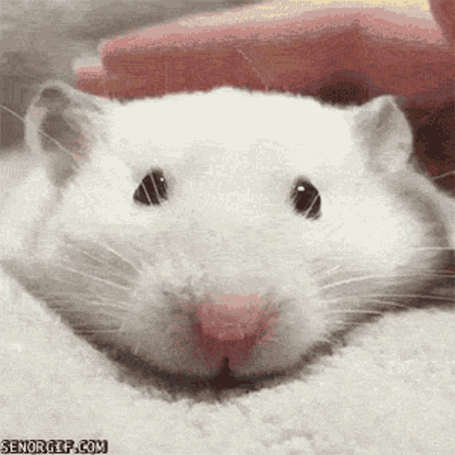 Lmouse Gif GIF