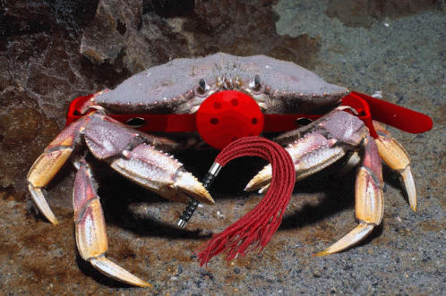 Weird Lobster Crab GIF
