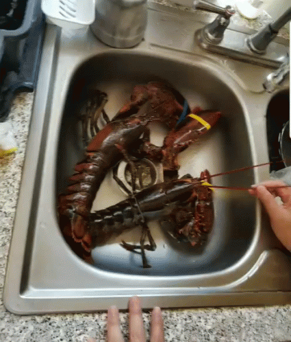 Lobster Sink Cooking Food GIF