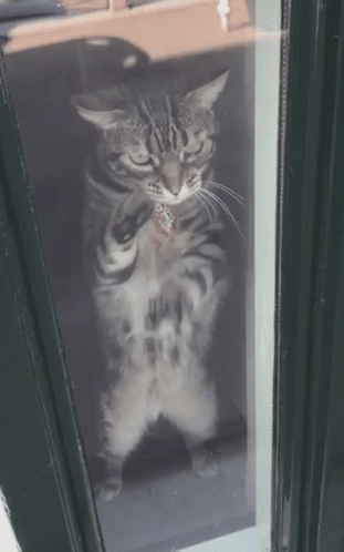 Locked In Cat Scratching Glass GIF