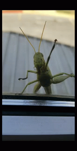 Locust Grasshopper Weaving GIF