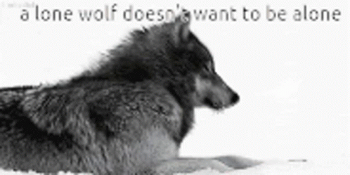 Lone Wolf Doesn't Want GIF