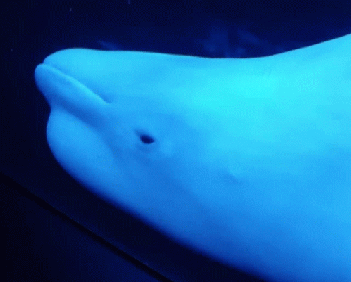 Lonely Beluga In The Blue Waters GIF