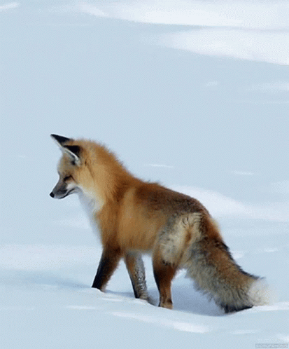Lonely Fox In Snow GIF
