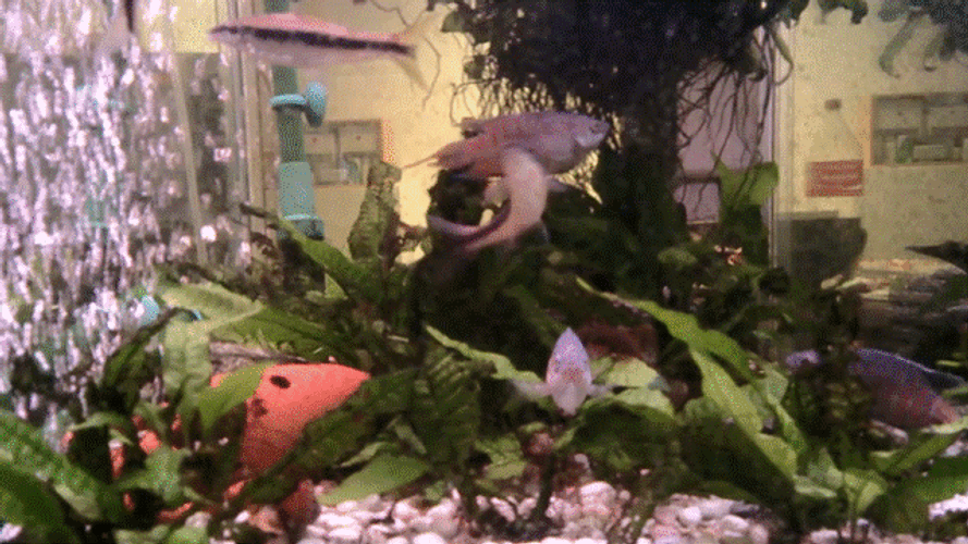 Lonesome Fish Stuck In Aquarium GIF