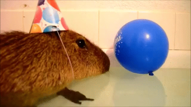 Lonesome Hamster Celebrating Birthday Party GIF