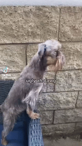 Long Beard Ugly Dog GIF