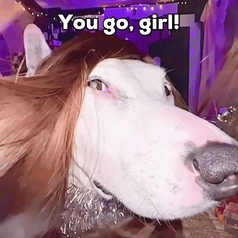Long Hair Party Dog Meme GIF
