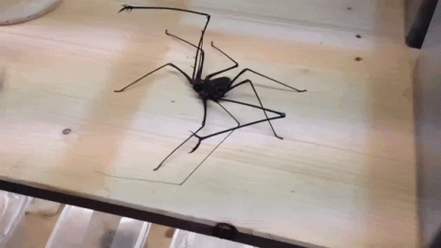 Long Legged Scary Spider Fighting Back GIF