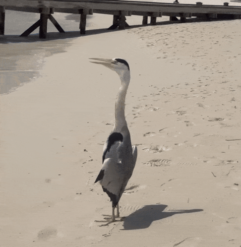 Long Neck Bird Walking On Beach GIF