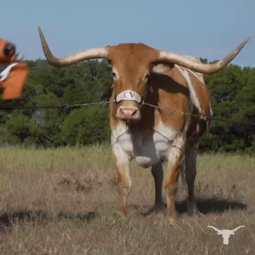 Longhorn Cow Standing In Field GIF