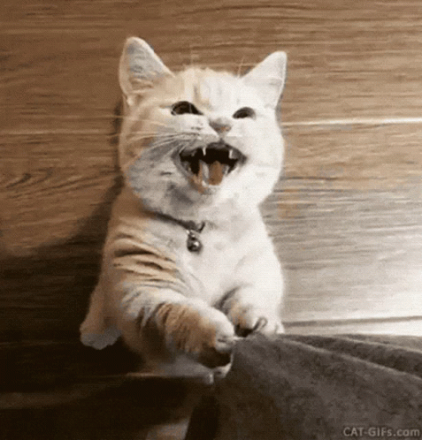 White Cat Begging Look At Me Please GIF