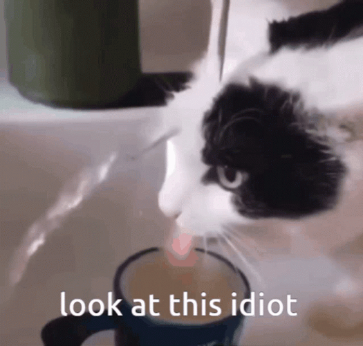 Look At This Idiot Cat  GIF