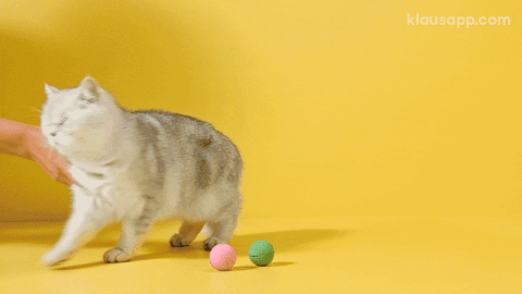 Looking Around Moving Cat GIF