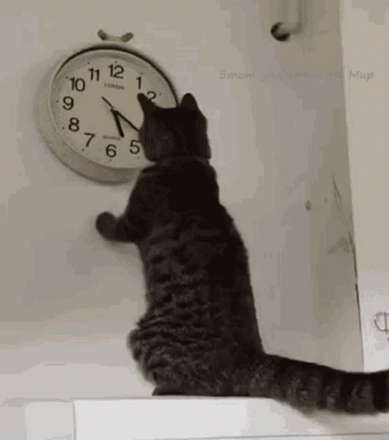 Looking At Watch Clock Black Cat GIF