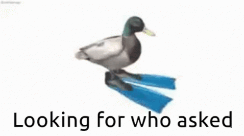 Looking For Who Asked Duck Spinning GIF