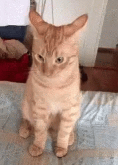 Tabby Cat Looking Up GIF