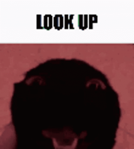 Silly Cat Looking Up GIF