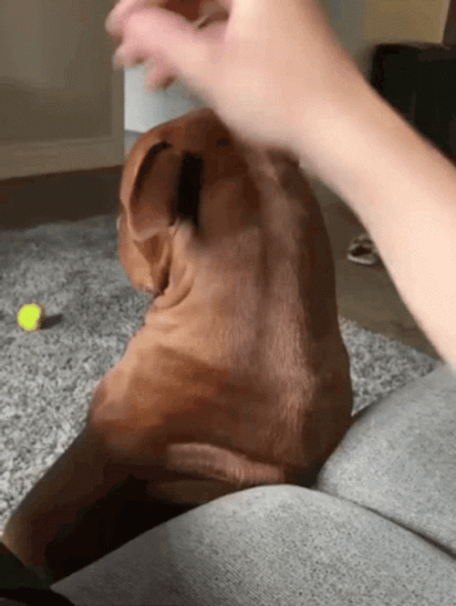 Looking Up Pitbull GIF