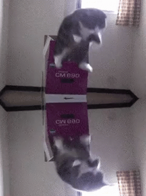 Loop Cat Box Jump GIF