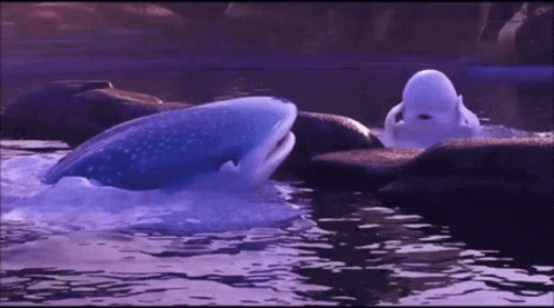 Lost Beluga In Panic GIF
